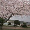 　桜満開