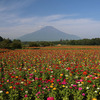 ひまわり畑と富士山