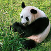 中国大熊猫ボランティア