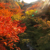 京都の紅葉2009・東福寺通天橋