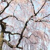 急いで桜