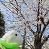 大口公園、桜が咲いてます