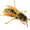 How to Get Rid of Wasps – Tips and Tricks