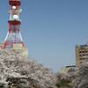 富山市中心街の桜風景