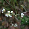 この時季に梅の花が、、、