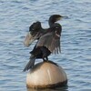 師走の片瀬・江ノ島