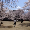 桜を探しに行ってみた。晴れVer②。