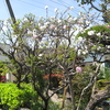 庭の花桃は、１本の木で、3種類、花が咲く‼