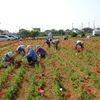 神原町花の会(花美原会)( 190)   神原の住宅地を彩るポピ－畑