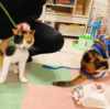お散歩です♪ハーネス練習は最後です☆