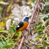 公園の野鳥達（ジョウビタキ♂・♀）