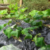 サツマイモ苗　植え付け