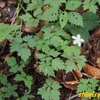 丹沢で出会った植物－149．ツルシロカネソウ－