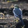 白鶺鴒（ハクセキレイ）♀