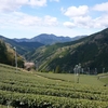 茶工場の掃除と4月中旬の茶畑