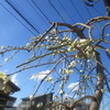 ５分咲き