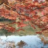 紅葉(11/26-30)