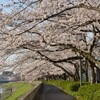 柏尾川の桜