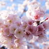 近所のお寺の安行桜が満開だったので撮ってみた。