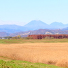 ハイイロチュウヒのいる風景ー男体山