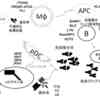 マクロファージとか樹状細胞とか