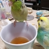 今週の🐦もぐまめ⑱ #インコ