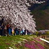 河口湖の桜を眺めて贅沢ないっぷく　「お店の名前はCafe Mimiです」