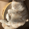猫の病気とか、平均寿命とか、校正とか。