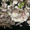 桜🌸