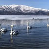 道東の春近し④！硫黄山と砂湯～屈斜路湖の静と動。白鳥と一緒に温泉に入れる湖