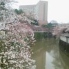  神田川沿いの桜