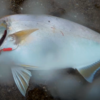 色々な釣り方で色々な魚を釣ってみよう【７種目釣行】