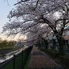 今年はまだ桜が楽しめます