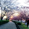 今年の桜