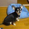 まろにー2396日目