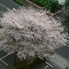 お隣の桜