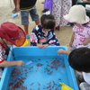 夏祭りでは大人気の金魚すくいを・・・