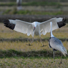 ツルの国に鳥を見に行った日記（２０２４　０１０６～０８）その２０。