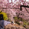 河津桜と菜の花と