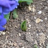 チューリップで心ウキウキ