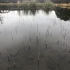 今週の釣果報告②🎣栃木県河内郡某池