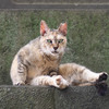 猫親分