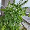 バジル　開花・ハダニ