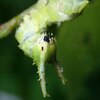 オオムラサキの幼虫