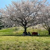 【福岡遊び場】筑紫野市総合公園でお花見ꕤ*.゜