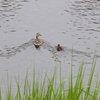 今年、鴨川で生まれたコ（鳥）たち。