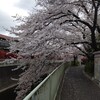 今年も満開の桜、見ることができて感謝