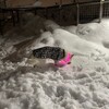 雪解けが進む