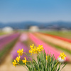 今年のお気に入り_2024年4月
