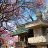 明石・二見の「御厨神社（みくりやじんじゃ）」で観梅！